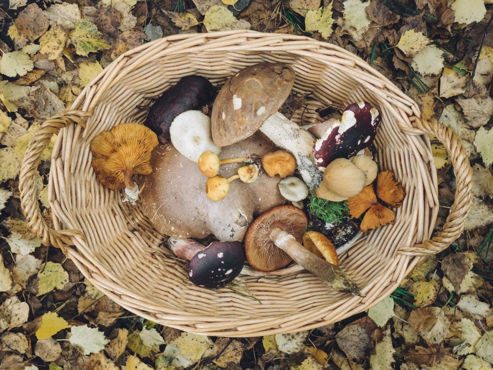 Foraging the Local Woods